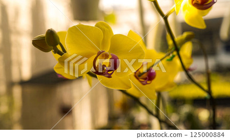 Phalaenopsis orchids flowers bloom in spring adorn the beauty of nature. Phalaenopsis orchids flowers bloom in spring adorn the beauty of nature. 125000884
