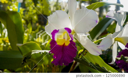 Beautiful pink flower of the Orquidea Cattleya trianae enchanting the garden 125000890