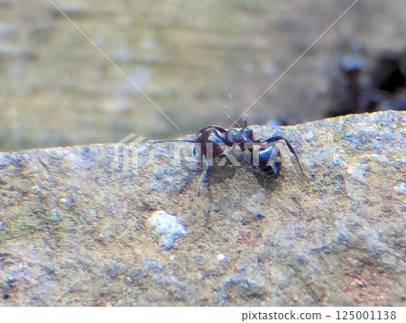 Macro View of a Solitary Black Ant on Stone Surface Macro View of a Solitary Black Ant on Stone Surface 125001138
