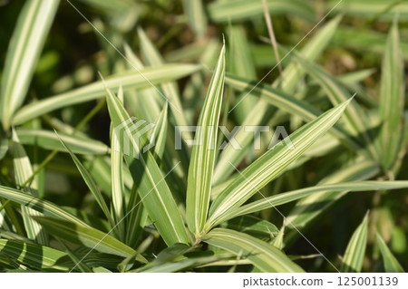 Dwarf white-striped Bamboo 125001139