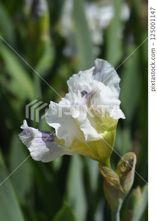 Intermediate Bearded Iris Bering Sea Intermediate Bearded Iris Bering Sea 125001147