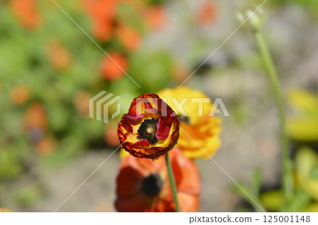 Persian Buttercup 125001148