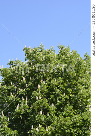 Common horse chestnut Common horse chestnut 125001150
