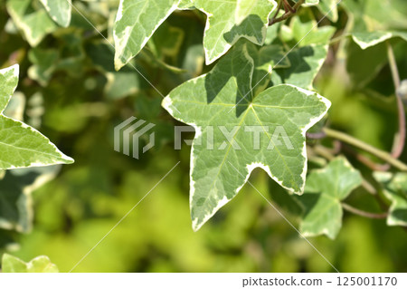 English Ivy Yellow Ripple English Ivy Yellow Ripple 125001170