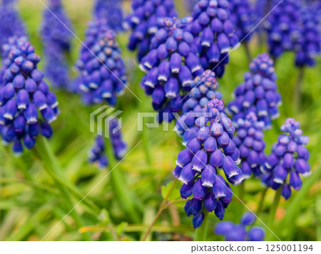 Blooming grape hyacinth flower 125001194