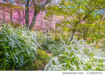 Cherry blossoms in Kyoto Hararuyaen 125001451