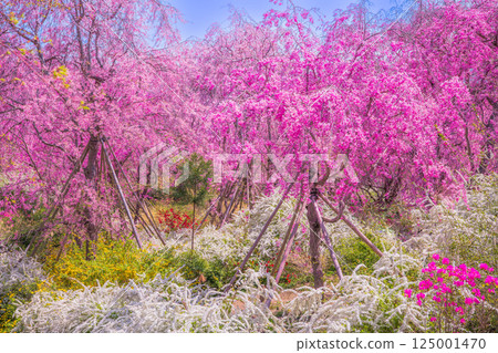 Cherry blossoms in Kyoto Hararuyaen Cherry blossoms in Kyoto Hararuyaen 125001470