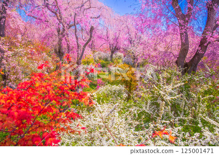 Cherry blossoms in Kyoto Hararuyaen Cherry blossoms in Kyoto Hararuyaen 125001471