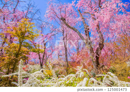 Cherry blossoms in Kyoto Hararuyaen Cherry blossoms in Kyoto Hararuyaen 125001473