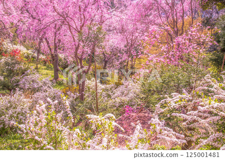 Cherry blossoms in Kyoto Hararuyaen Cherry blossoms in Kyoto Hararuyaen 125001481