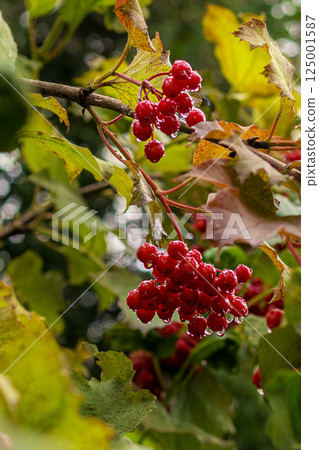 Raindrops glisten on bright red berries of Viburnum. End of summer, August 125001587
