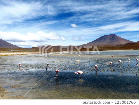 Flamingo in Laguna Hedionda (stinking lake) is a saline lake in the Potosi Department in Bolivia. Flamingo in Laguna Hedionda (stinking lake) is a saline lake in the Potosi Department in Bolivia. 125001760