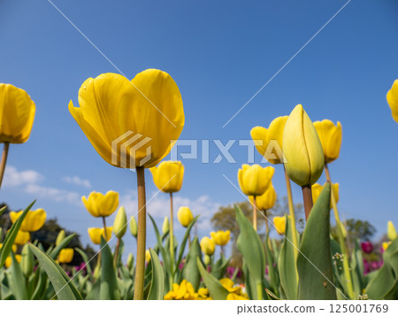 Yellow tulips shining against the blue sky (Akebonoyama Agricultural Park, Kashiwa City, Chiba Prefecture) 125001769