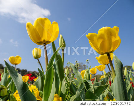 Yellow tulips shining against the blue sky (Akebonoyama Agricultural Park, Kashiwa City, Chiba Prefecture) 125001772