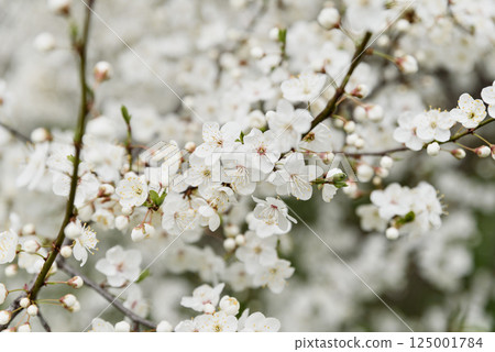 White cherry blossoms in full bloom on a branch with soft sunlight and blurred background creating a gentle spring atmosphere 125001784