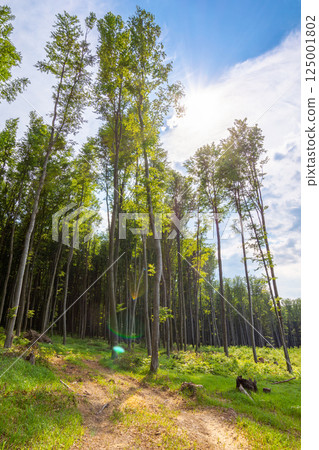 dirt road through beech woods. tall trees with green lush canopy beneath a blue sky with clouds. nature scenery with forest cut ahead in spring afternoon light. change climate background 125001802