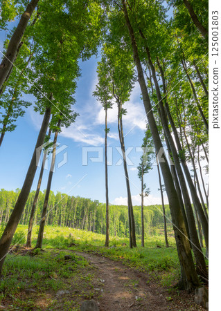 dirt road through beech woods. tall trees with green lush canopy beneath a blue sky with clouds. deciduous ecosystem. nature scenery with forest cut ahead in spring afternoon light 125001803
