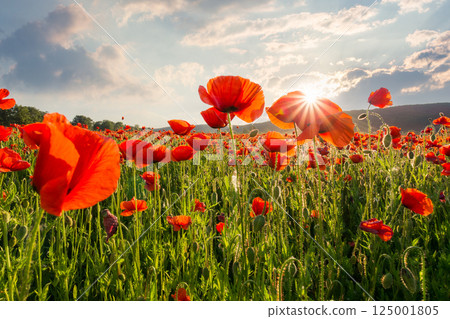 red poppies in the field with sunburst shot from below. remembrance symbol. beautiful nature background beneath a blue sky at sunset. scenic countryside landscape in spring. sun behind the red flowers 125001805