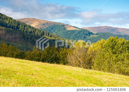 calm autumn forenoon in carpathian mountains. landscape with trees on the grassy hills in yellow foliage. rolling scenery of countryside of ukraine under blue sky with clouds. sunny weather 125001806