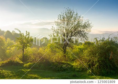 carpathian mountain landscape on a foggy morning. misty weather. outdoor background for travel with scenic view in morning light. trees in green foliage on a hill in spring carpathian mountain landscape on a foggy morning. misty weather. outdoor background for travel with scenic view in morning light. trees in green foliage on a hill in spring 125001809