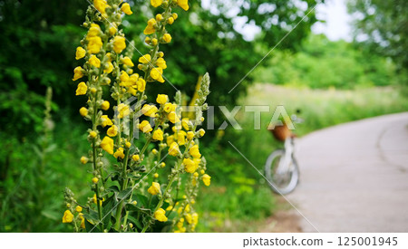 Blooming yellow flowers Along The Roadside Bike Path Blooming yellow flowers Along The Roadside Bike Path 125001945
