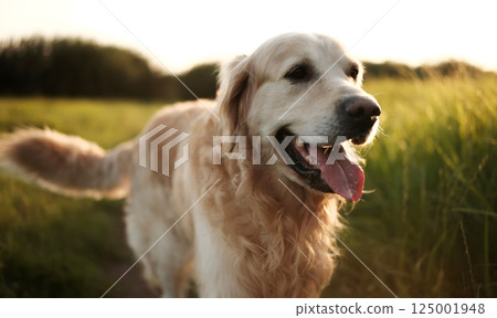 Adorable Golden Retriever Dog Walking On A Field At Sunset 125001948
