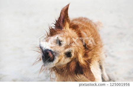 Adorable Golden Retriever On A Sandy Beach 125001956