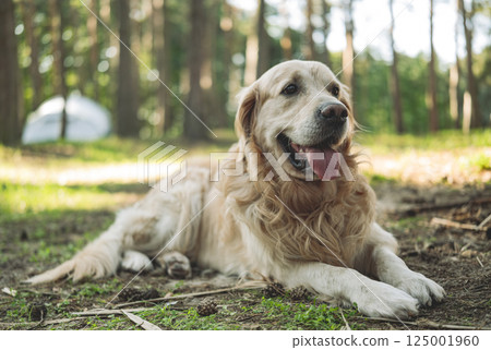 Adorable Golden Retriever In Forest Adorable Golden Retriever In Forest 125001960