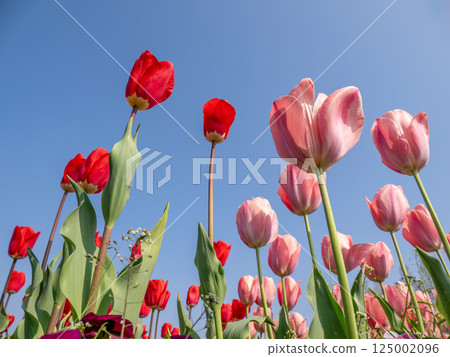 Red and pink tulips shining against the blue sky (Akebonoyama Agricultural Park, Kashiwa City, Chiba Prefecture) Red and pink tulips shining against the blue sky (Akebonoyama Agricultural Park, Kashiwa City, Chiba Prefecture) 125002096