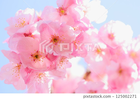 Close-up of pink Yohko cherry blossoms blooming in the spring sunshine [Blue sky background] [Full bloom] 125002271