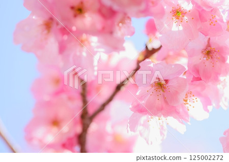 Close-up of pink Yohko cherry blossoms blooming in the spring sunshine [Blue sky background] [Full bloom] 125002272