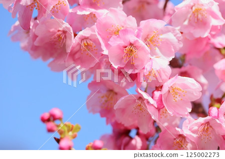 Pink cherry blossoms blooming in the spring sunshine [Blue sky background] [Sky background] 125002273
