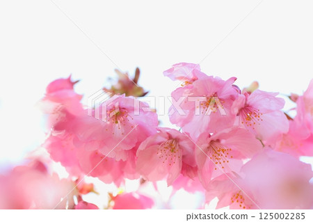 Close-up of pink Youkou cherry blossoms [White background] [Full bloom] 125002285