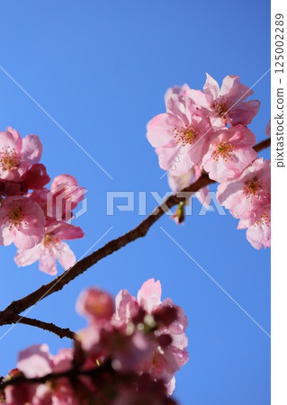 Pink cherry blossoms blooming in the spring sunshine [Blue sky background] [Sky background] 125002289
