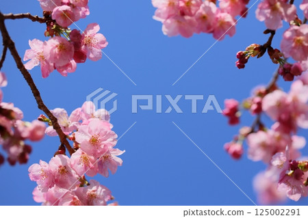 Pink cherry blossoms shining against the blue sky [Blue sky background] [Sky background] 125002291