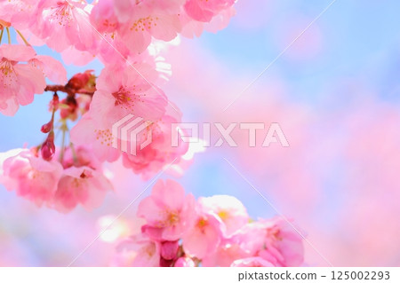 Close-up of pink Yohkou cherry blossoms [blue sky background] [full bloom] 125002293