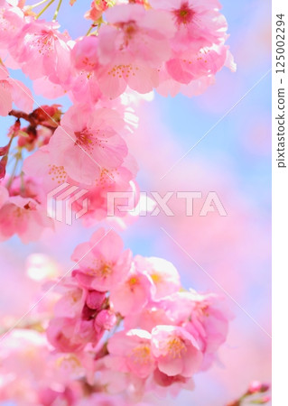 Close-up of pink Yohkou cherry blossoms [blue sky background] [full bloom] 125002294