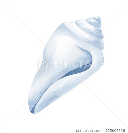 Watercolor white seashell. The watercolor illustration of a sea dweller is hand-drawn. Isolated. For the design of invitations, postcards, wallpapers, textiles and packaging in a nautical style 125002316