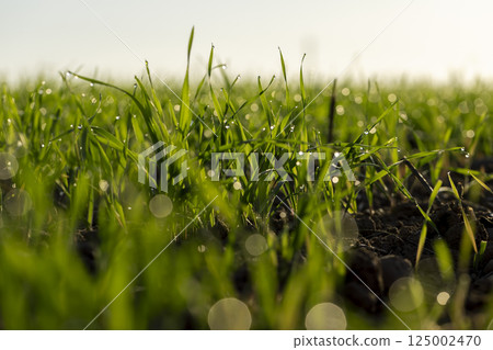 a new crop of frost-resistant winter wheat , close up 125002470