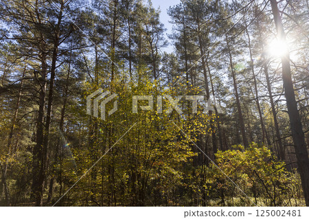 tall trees in Indian summer in the wild forest, The sun is shining through the trees, landscape photography tall trees in Indian summer in the wild forest, The sun is shining through the trees, landscape photography 125002481