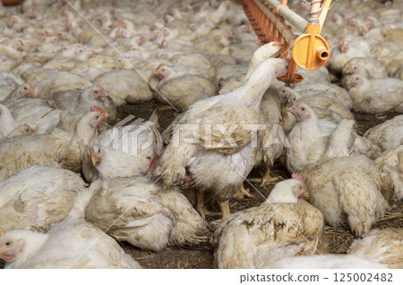 meat chickens in a cage free workshop at a poultry farm in a rural area closeup 125002482