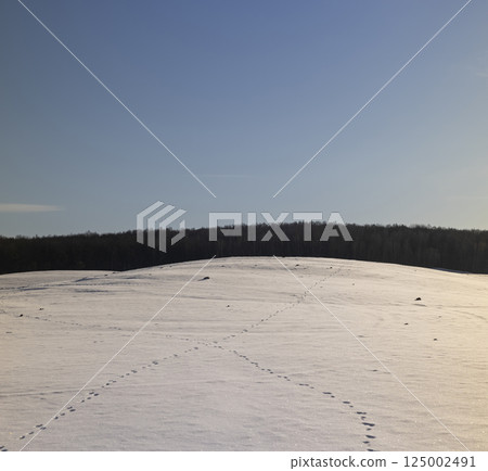 winter season, tracks and pits from animals running through a field , blue sky winter season, tracks and pits from animals running through a field , blue sky 125002491