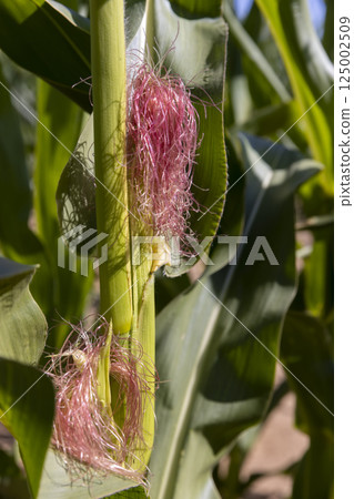 corn in the field in the summer, large field with a good harvest of corn, close up 125002509