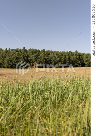 a field with ears of ripe wheat in windy weather, grass and forest a field with ears of ripe wheat in windy weather, grass and forest 125002510