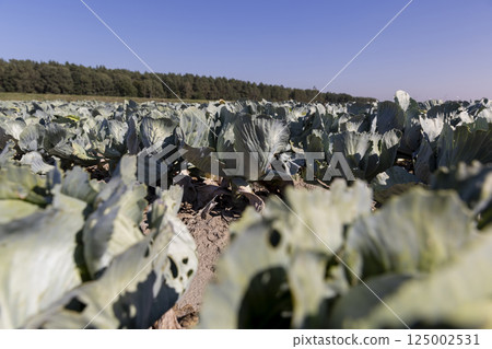 a ripening cabbage crop, part of which was damaged by insect caterpillars a ripening cabbage crop, part of which was damaged by insect caterpillars 125002531