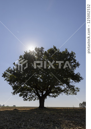 a huge old oak with green foliage in a field in autumn sunny weather a huge old oak with green foliage in a field in autumn sunny weather 125002532