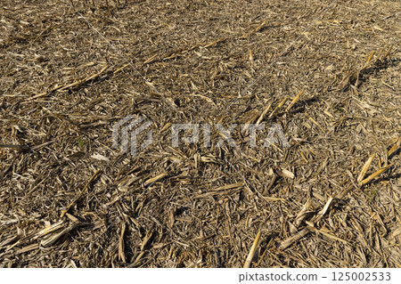 dry stubble left after the corn harvest in the autumn season 125002533
