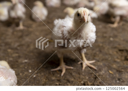 a poultry farm where meat breeds of broiler chickens are grown for industrial meat production 125002564