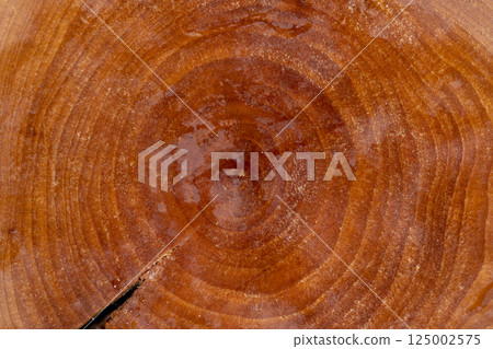 polished sawn cherry tree with annual rings covered with drops of water 125002575