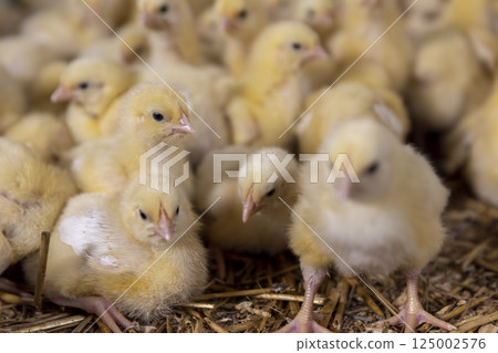 small chickens in fluff at a poultry farm, litter on which broiler chickens live at a large poultry farm 125002576
